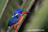 Blue-eared Kingfisher (Alcedo meninting), Female