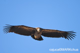 Himalayan vulture or Himalayan griffon vulture (Gyps himalayensis)