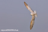 DSC_6077ps.jpg
