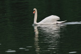 Mute Swan (Cygnus olor)