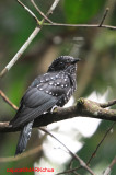 Asian Drongo Cuckoo,Juvenile
