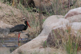 Black Stork (Ciconia nigra)