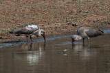 Hadeda Ibis