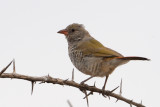 Melba Finch or Green-winged Pytilia