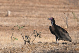 Lappet-faced Vulture (Torgos tracheliotus)