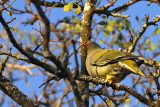 African Green Pigeon (Treron calva)