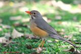 Kurrichane Thrush (Turdus libonyanus )