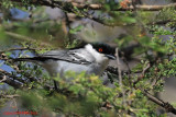 Black-backed Puffback (Dryoscopus cubla)