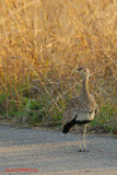 Red-crested Korhaan (female)
