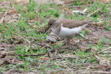 Common Sandpiper (Actitis hypoleucos )