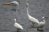 Intermediate Egret (Mesophoyx intermedia)