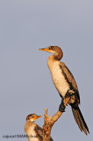 Reed Cormorant , Juv