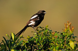 Magpie Shrike (Urolestes melanoleucus)