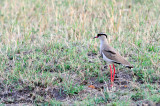 Crowned Lapwing (Vanellus coronatus)