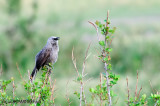 Black-faced Babbler (Turdoides melanops)??