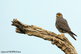 Grey Kestrel (Falco ardosiaceus)