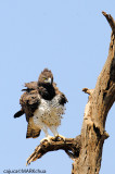 Martial Eagle (Polemaetus bellicosus)