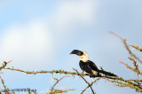 Von der Deckens hornbill