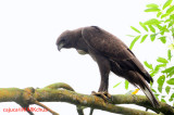 Nisaetus cirrhatus,  Changeable Hawk-Eagle