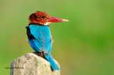 White throated Kingfisher (Halcyon smyrnensis)