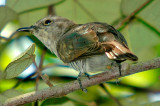 Little Bronze-Cuckoo , Female