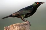 Asian Glossy Starling ( Aplonis panayensis )