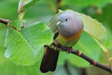 Pink-necked Green Pigeon(MALE)