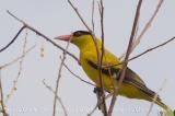 Black-naped Oriole (Oriolus chinensis)