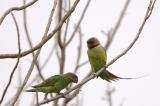 Long-tailed Parakeets
