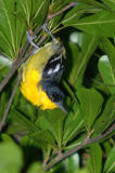 Common Iora, Male (Aegithina tiphia)