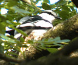 Pied Triller ( Lalage nigra )