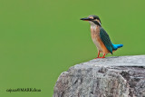 Common Kingfisher (Alcedo atthis), juvenile