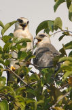 Black-winged Kite, Juvenile