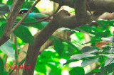 Green magpie ( Cissa chinensis )