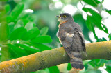 Malaysian Hawk Cuckoo ( Cuculus fugax )