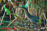 Black Bittern ( Ixobrychus flavicollis )