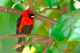 Masked Crimson Tanager
