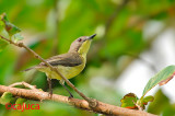 Golden-bellied Gerygone (Gerygone sulphurea)