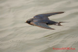 Barn Swallow (Hirundo rustica)