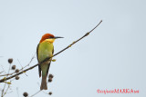 Chestnut-headed Bee-eater ( Merops leschenaulti )