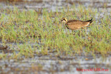 Pheasant-tailed Jacana (Hydrophasianus chirurgus)