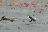 Cotton Pygmy Goose