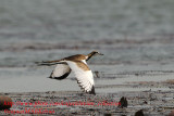 Pheasant-tailed Jacana (Hydrophasianus chirurgus)