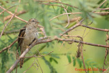 Plaintive Cuckoo ( Cacomantis merulinus )