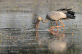 Asian Openbill Stork ( Anastomus oscitans )