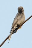 Ashy Drongo (Dicrurus leucophaeus)