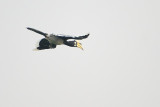 Oriental Pied-Hornbill ( Anthracoceros albirostris )