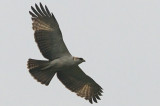  Rufous-bellied Eagle , Juvenile