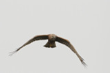 Pied  Harrier, juv