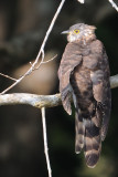 Large Hawk Cuckoo (Cuculus sparverioides)